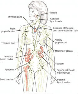 Pathologies Of The Lymph System Hampson Training Academy