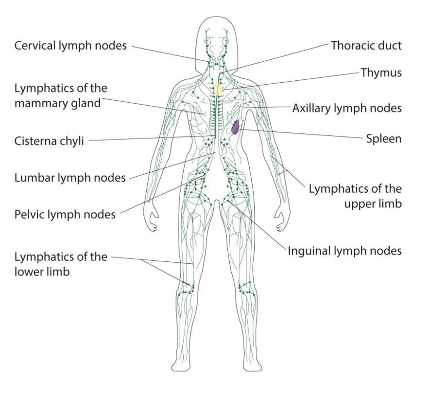 The Lymphatic System Hampson Training Academy