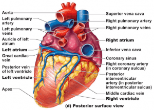 Principal Blood Vessels of the Heart - Hampson Training Academy