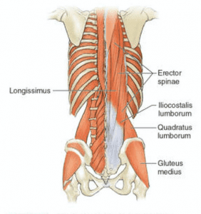 Positions and Actions of Muscles - Posterior Trunk Muscles - Hampson ...